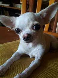 Pin On Beautiful 2 Flora And Fauna