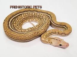 In several countries in its range, it is hunted for its skin, for use in traditional medicine, and for sale as a pet. Living Art Reptiles Pa Twitter Beautiful Mochino Snow Anthrax Tiger Reticulated Python Python Reticulatus Photo Prehistoric Pets Reticulatedpython Pythonreticulatus Reticulatus Snake Reptile Livingartreptiles Livingart