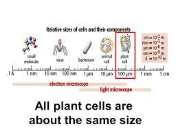 Check spelling or type a new query. Cells Diagram Quizlet