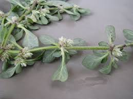 Image result for Guilleminea densa