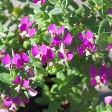 Image result for Polygala filicaulis