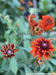 Image result for Rothia hirsuta