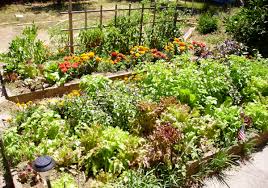 It is amazing if we can produce our own vegetables. Plants That Repel Insects In Gardens Dengarden