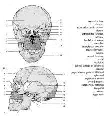 Bones And Skulls Printable Google Search Anatomy Coloring Book Skull Anatomy Anatomy Bones