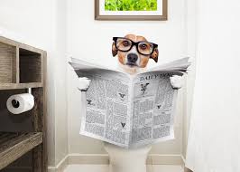 In der regel ist es zunächst die ernährung, die geprüft werden sollte, wenn dein hund weichen oder wässrigen stuhl. Durchfall Beim Hund Was Hilft Modern Dogs De
