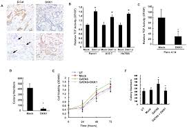 Cancer in the pancreas occurs when the cells in the pancreas multiply out of control. Plos One Gata6 Activates Wnt Signaling In Pancreatic Cancer By Negatively Regulating The Wnt Antagonist Dickkopf 1