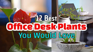 Plants can change your workspace into a more engaging, peaceful, tranquil place, however, in case you don't have gardening skills, your decent new office desk area plant could endure an early death. 12 Best Office Desk Plants You Will Love Youtube