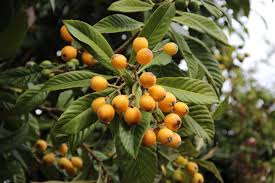 Here S What To Do With All Those Loquats In Your Yard Loquat Tree Growing Fruit Trees Growing Fruit