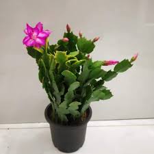 How to care for your christmas cactus so it will bloom all holiday season long. How To Care For A Christmas Cactus Nursery Buy
