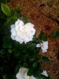 Check spelling or type a new query. What Type Of Gardenia Do You Have In Dfw Area