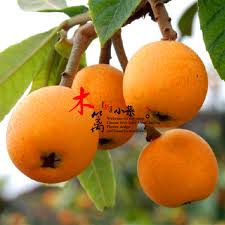 Adjust accordingly for other locations.) Buy Taiwan Red Loquat Loquat Fruit Tree Seedlings Baisha Pipa Pipa Tree Trees Flower Seedlings Garden Plants In Cheap Price On Alibaba Com