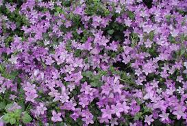 Abbiamo bisogno di cieli blu intenso, di fiori colorati, di mare scintillante, di sole. Campanula Muralis