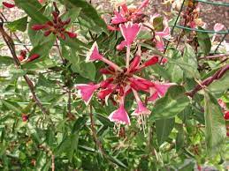 Loved by birds and pollinating insects. Lonicera Serotina Honeysuckle For Sale Rare Rots Rare Roots