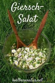 Giersch Reissalat Mit Wildkrautern Einfach Kostlich Reissalat Giersch Giersch Rezepte