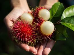 Do you have any idea what this even is? Can You Identify These Unusual Fruits From Around The World