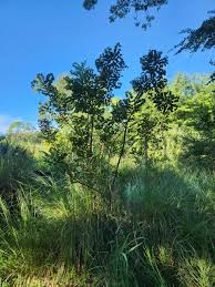 Image result for Sclerocarya