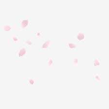 Spring Pink Fantasy Falling Cherry Blossom Decoration Png Free Download Cherry Blossom Cherry Tree Cherry Blossom Petal Png Transparent Clipart Image And Psd Cherry Blossom Petals Cherry Blossom Painted Floral Wreath