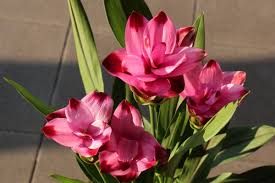 Von wegen eingehen wie 'ne primel. Kurkuma Pflanzen Pflegen Und Vermehren Freudengarten