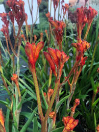 Image result for Anigozanthos