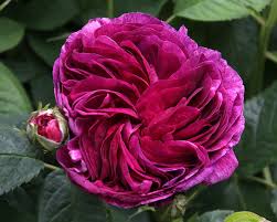 We did not find results for: Rosa Gallica Hybrids Old Garden Hybrid Gardensonline