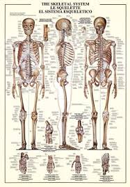 Body spine bifid spinous process carotid tubercle transverse foraman if you rotate your head as in indicating a no response, most of the movement occurs at this joint. The Skeletal System Human Body Anatomy Huge Scientific Wall Chart Poster Ebay Skeletal System Human Skeletal System Skeletal