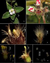Image result for Antherotoma angustifolia