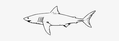 There also have been a few reports of great white sharks measuring over 8 m (26 ft). Molumen White Shark Shark Drawing Black And White 550x223 Png Download Pngkit