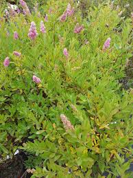 Image result for Spiraea billardii