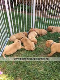 Fox red lab puppies for sale in wisconsin. Teaka Duke Puppies 4 Weeks Old Puppies Fox Red Labrador Puppy Labrador Retriever Puppies