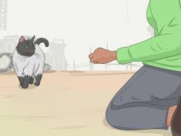Cats · 1 decade ago. How To Tame A Feral Cat 14 Steps With Pictures Wikihow