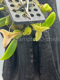 Image result for Bulbostylis trabeculata