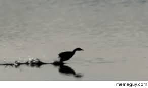 Duck Walking On Water Meme Guy
