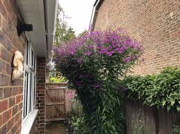 Image result for Vernonia sengana