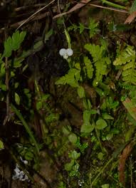 Image result for Canscora alata