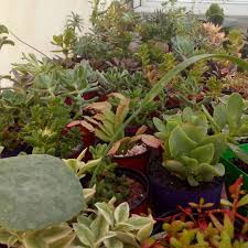 Cultivo De Suculentas En San Rafael Mendoza Visitanos Plants Cactus Instagram