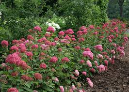 Invincibelle Spirit Hydrangea Arborescents Part Sun To Sun Blooms Summer To Fall 6 Wide Mophead Bloom 3 Smooth Hydrangea Hydrangea Arborescens Hydrangea