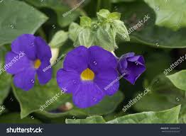Image result for Thunbergia battiscombei