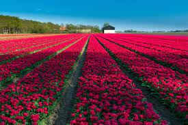 Dalam sejarahnya, lisse memiliki peranan penting dalam bidang florikultura yang sangat berkontribusi untuk industri bunga tulip di belanda. Keistimewaan Bunga Tulip Belanda Bunga Tulip Bunga Tulip