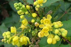 Image result for Psychotria mahonii