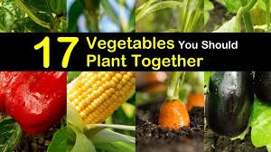 17 Vegetables You Should Plant Together In 2020 Planting Vegetables Companion Planting Companion Gardening