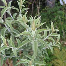Image result for Buddleja salviifolia