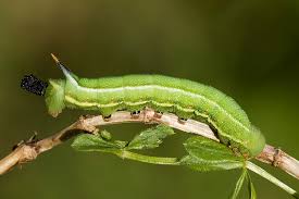 Image result for Macrotyloma ellipticum