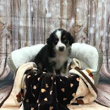 Maybe you would like to learn more about one of these? Puppies For Sale Monroeville Pa Visit Petland Monroeville Today Puppies For Sale Puppies Dogs