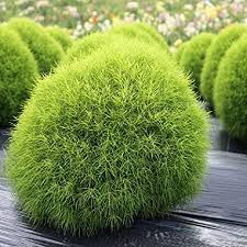 This is a partial list of garden plants, plants that can be cultivated in the garden, listed alphabetically by genus. Creative Farmer Plant Kochia Ornamental Plant Fire Bush Border Plant Seeds 100 Seeds Kitchen Garden Seeds Pack Amazon In Garden Outdoors
