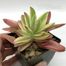 Image result for Crassula capitella