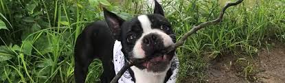 We did not find results for: Vito The Boston Terrier S Adventures In Elkhart County Part One