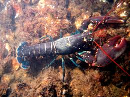 After buying and inspecting lobsters from local fishermen, we send the lobsters directly to you. Lobster Wikipedia