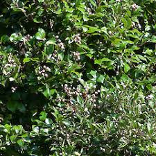 Image result for Syzygium niassense
