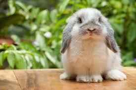 I think for him, he just really liked the sensation of having his nose rubbed. Everybody Loves Some Bunny Tips For Rabbit Care Elmhurst Animal Care Center Elmhurst Il