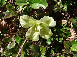 Image result for Clematis uhehensis